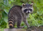 RACCOON TECH company icon